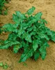 Italienischer Aronstab, im Topf - Arum italicum Produktbild-Vorschau 5