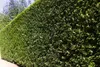 Ligustrum ovalifolium, Ovalblättriger Liguster, 50–80 cm Produktbild-Vorschau 2