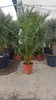 Phoenix Palme XXL Gesamthöhe bis ca. 220 cm Phoenix Produktbild-Vorschau 3