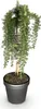 Rozmarín Rosmarinus officinalis Prostratus – výška 19 cm, Náhľad obrázku produktu 2