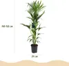 Green boutiQ - Zimmerpflanze - Howea Forsteriana - Produktbild-Vorschau 3