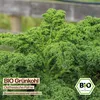 Samenliebe  Grünkohl Samen | Ostfriesische Palme - Produktbild-Vorschau 4