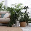 A collection of various houseplants arranged around a sofa in a well-lit room with blinds. Produktbild-Vorschau