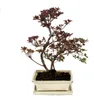 Venkovní bonsai Rhododendron simsii – azalka, 20 cm Náhled obrázku produktu 3