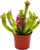 Trio roslin rurkowych - 3 rózne rosliny Sarracenia w Podgląd zdjęcia produktu 4