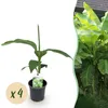 GreenboutiQ - Obstpflanze - Bananenpflanze - Musa Basjoo - Produktbild-Vorschau 2