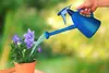 A hand waters a potted plant with purple flowers using a blue watering can. The background is blurred green and yellow. Produktbild-Vorschau