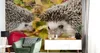 Muralo XXL Selbstklebende FOTOTAPETE IGEL Tiere 3D Effekt Produktbild-Vorschau 3
