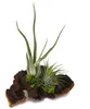 Tillandsia na kořeni mopani - L - 2 rostliny Náhled obrázku produktu 4
