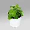 Coleus canin - Verpiss-Dich - Pflanze - 3 Pflanzen Produktbild-Vorschau 1