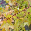 Javor japonský  - Acer palmatum 'Sangokaku'  | 50-60 cm v Náhled obrázku produktu 2