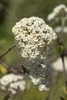 Viburnum 'Pragense', immergrün, 80–100 cm Produktbild-Vorschau 2