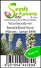 5x Yucca baccata var. Baccata Blaue Yucca Pflanzen - Samen Produktbild-Vorschau 4