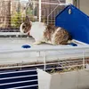 FERPLAST Barn 80 - Klatka Podgląd zdjęcia produktu 12
