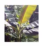 10x Musa sikkimensis Red Tiger Staude Garten Pflanzen - Produktbild-Vorschau 5