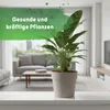 Leni Hydrokultur Komplett-Set mit Blumentopf Kulturtopf Produktbild-Vorschau 8
