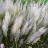 Stauden Gänge 1 x Calamagrostis brachytricha im 1 Liter Produktbild-Vorschau 2