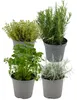 Zynesflora 4 Stück Italienische Kräuter Pflanzen im Ø 14 cm Produktbild-Vorschau 1