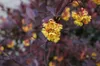 Berberys Thunberga  Atropurpurea 1L Podgląd zdjęcia produktu 3