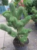 Schwarzkiefer Oregon Green - Pinus nigra Oregon Green 60-70 Produktbild-Vorschau 2