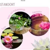 30 pz. Semi di fiori di loto Premium | Con E-Book di Anteprima dell’immagine prodotto 6
