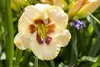 Taglilie Maikönigin, im Topf - Hemerocallis x cult. Produktbild-Vorschau 9