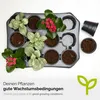 Garronda Anzuchtset Anzuchttöpfe mit Untersetzer Pflanzen Produktbild-Vorschau 4