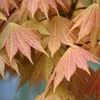 Bloomique - Acer Shirasawanum Moonrise - Klon japoński na Podgląd zdjęcia produktu 4