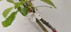 A close-up of a white cherry blossom flower on a branch with green leaves. Náhľad obrázku produktu