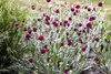 Lychnis coronaria, Lichtnelke, silbrig-grau, ca. 9x9 cm Produktbild-Vorschau 2