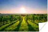 MuchoWow® Poster Grüne Weinberge bei Sonnenaufgang 120x80 Produktbild-Vorschau 1