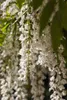 Wisteria sinensis 'Alba', Chinesischer Blauregen, weiß, Produktbild-Vorschau 10