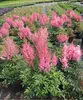 Prachtspiere Younique ® Pink - Astilbe Younique ® Pink Produktbild-Vorschau 2