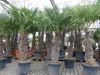 XXXXL 210 - 230 cm Trachycarpus fortunei Hanfpalme, Produktbild-Vorschau 5