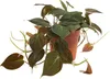Bloomique - Philodendron Scandens Micans - Roślina Podgląd zdjęcia produktu 1