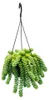 Sedum morganianum 'Burrito' – Affenschaukel – 14 cm Produktbild-Vorschau 1