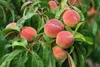 sehr beliebter Pfirsich Red Haven Pfirsichbaum Produktbild-Vorschau 1