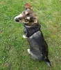 A dog wearing a harness sits on a grassy lawn. Produktbild-Vorschau