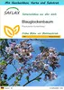 SAFLAX Geschenk Set - Blauglockenbaum - Paulownia tomentosa Produktbild-Vorschau 1