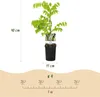 GreenboutiQ - Blauregen Pflanze Winterhart - Wisteria Produktbild-Vorschau 3