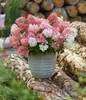 Dehner Bodendecker-Rispenhortensie Groundbreaker® Blush™, Produktbild-Vorschau 7