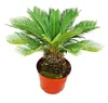 Cycas revoluta – cykasa japońska w doniczce o średnicy 28 Podgląd zdjęcia produktu 3