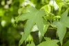 A close-up of green leaves on a tree. Produktbild-Vorschau