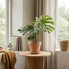 Bloomique - Lot de 2 - Monstera Deliciosa Thai Voir les images du produit 4
