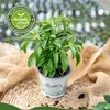Enseleits Stevia - Süßkraut - Stevia Rebaudiana 2 Pflanzen, Produktbild-Vorschau 2