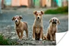 MuchoWow® Poster Hunde - Welpe - Auswärts 90x60 cm - Produktbild-Vorschau 1