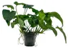 Mutterpflanze Aquarium Pflanze Anubias barteri XL AquaOne Produktbild-Vorschau 1
