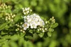 Spiraea nipponica 'Snowmound', Japanische Spiere, weiß, Produktbild-Vorschau 2