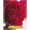 3 Stück Paeonia Mix – Pfingstrose – Strauch – Winterhart – Produktbild-Vorschau 2