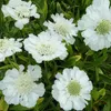 6 x Grande scabieuse  - Scabiosa caucasica 'Alba'  | Pot 9 Voir les images du produit 2